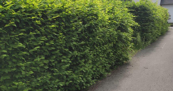 Eine grüne Hecke, die etwas in den Gehweg ragt